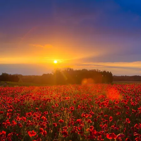 Luxus_spa_og_fewo Mohnblume _we 4_ Lejlighed Göhren-Lebbin